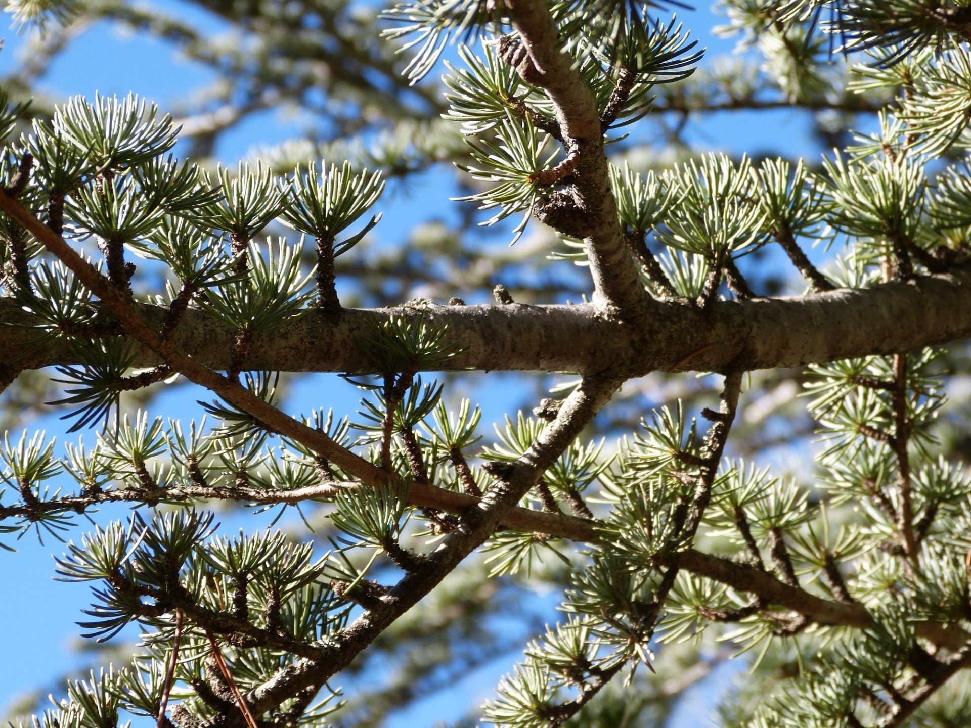 Árboles en Red Natura 2000. Foto de Arturo Larena para LifeInfonatur de EFverde de la Agtencia EFE _ Guadarrama