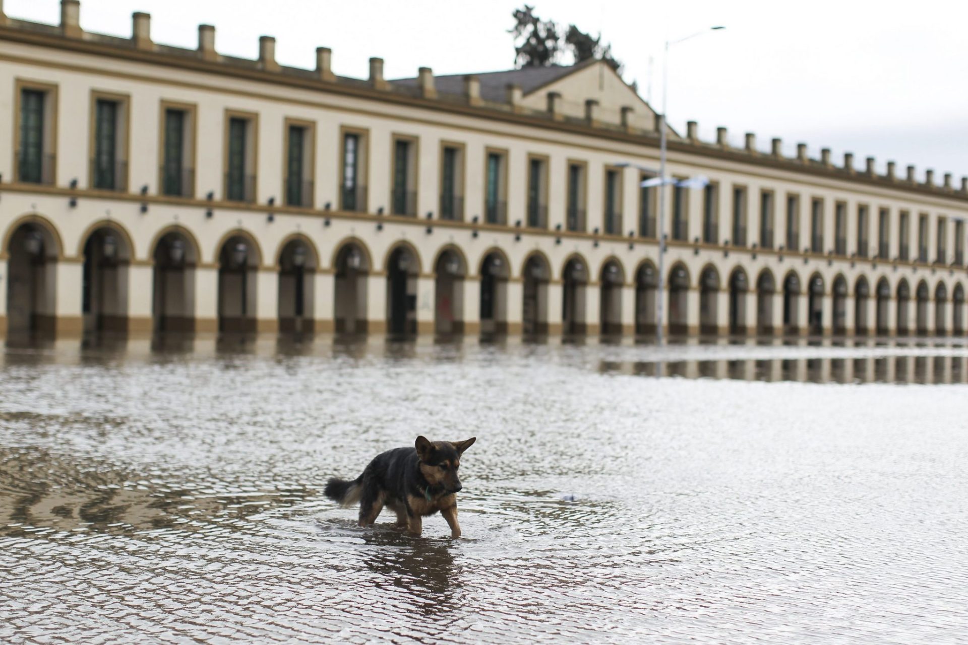 Un perro avanza por una calle inundada en Luján en las pasadas lluvias.