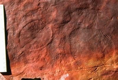 En la foto ejemplares de "Dickinsonia", bichos ventobiontes, encontrados en el yacimiento paleontológico austral de Ediacara.