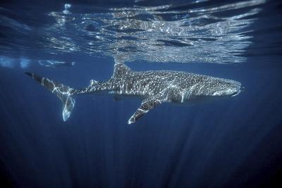 Foto de archivo, cedida por la organización ecologista WWF, que muestra un tiburón blanco en la costa australiana de Ningaloo.