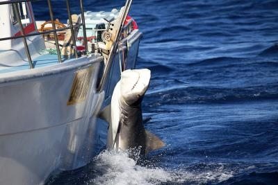 Foto de la organización ecologista Sea Shepherd, en la que se ve la captura de un tiburón.