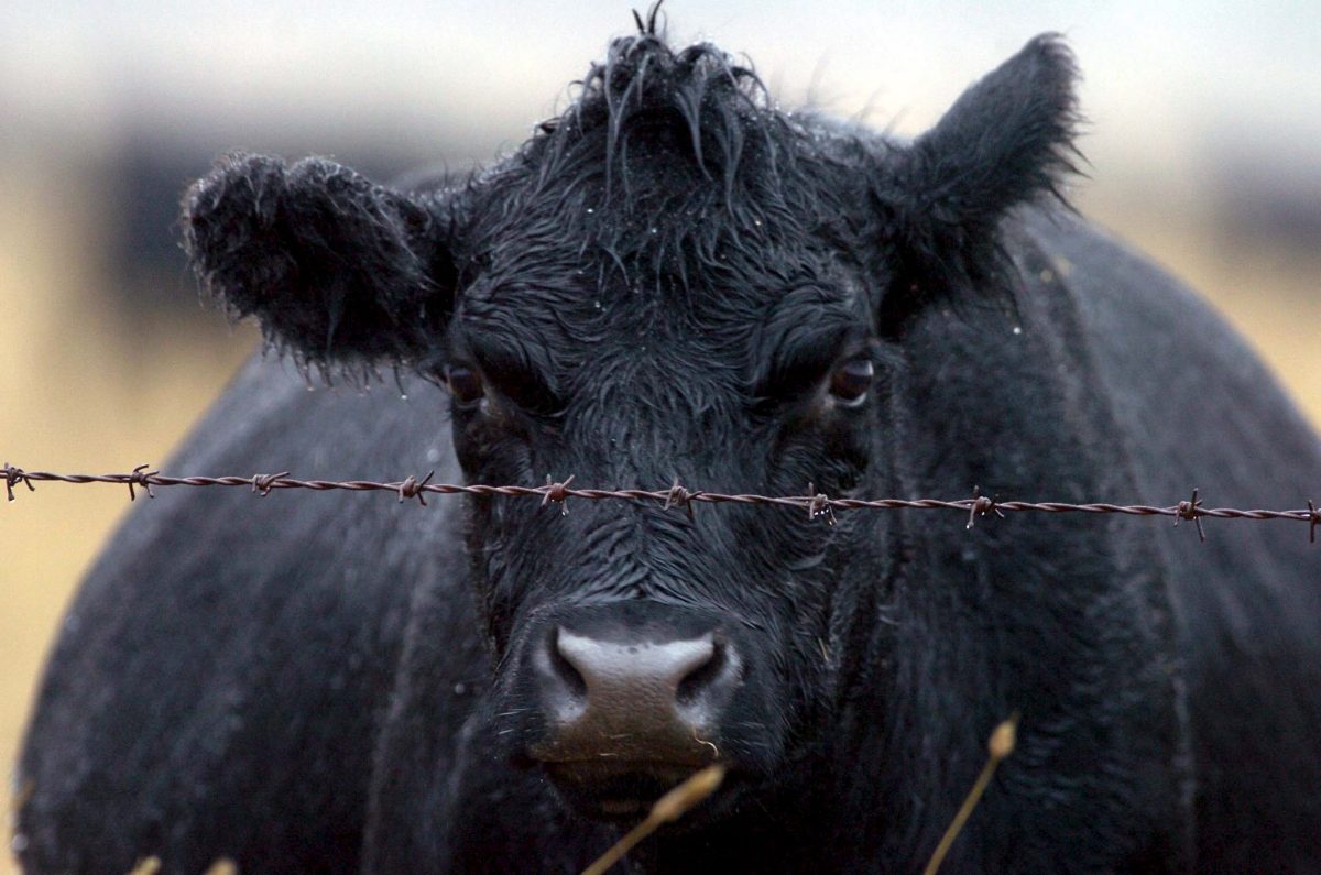 Demasiadas vacas dañan ríos y la salud en Nueva Zelanda, según Greenpeace.