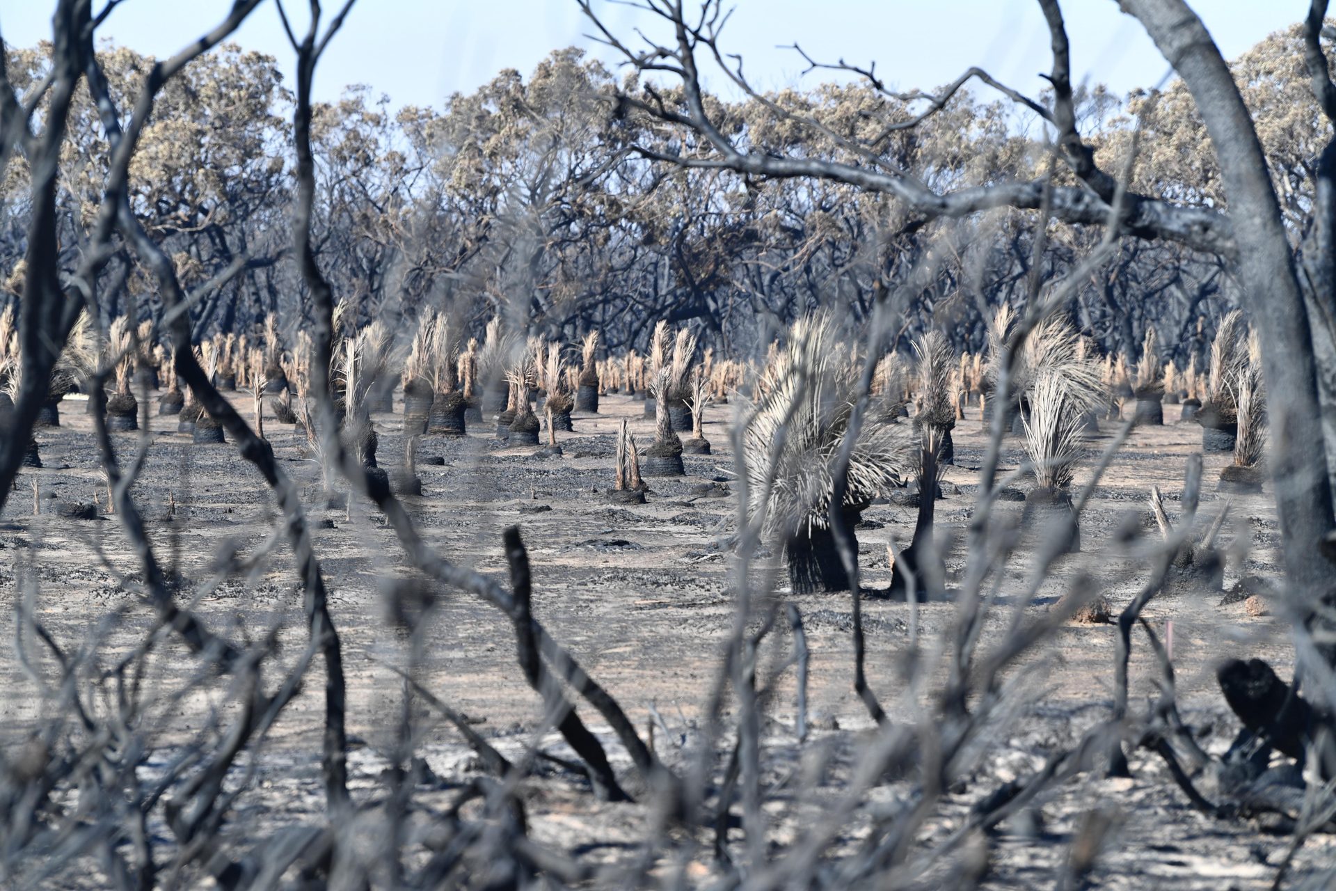 Army deployed to help with bushfire recovery effort in Australia