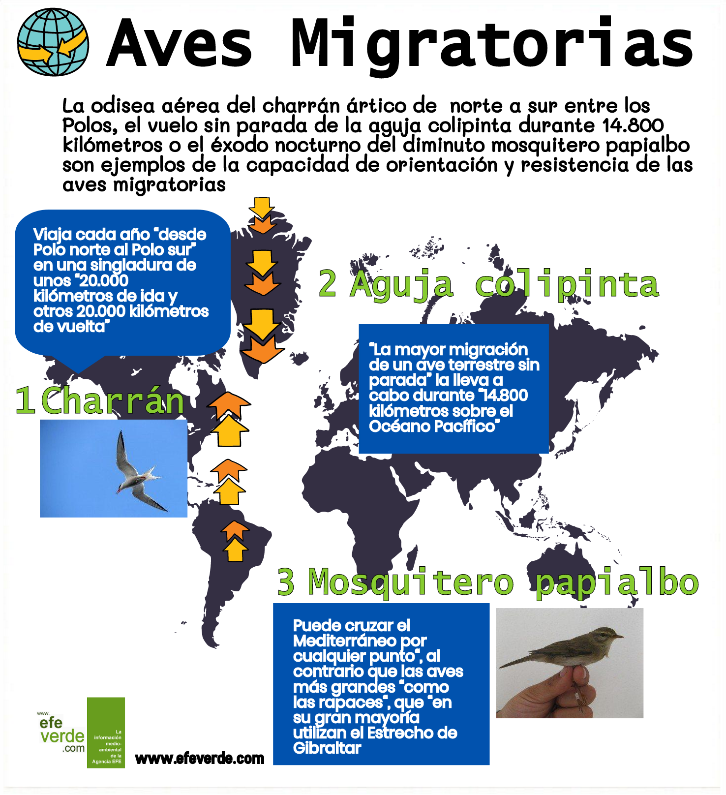 Aves migratorias de record @deunvistazo en @efeverde