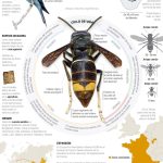 Avispa asiática, especies invasoras @deunvistazo en @EFEverde. Infografia ambiental para entender de un vistazo.