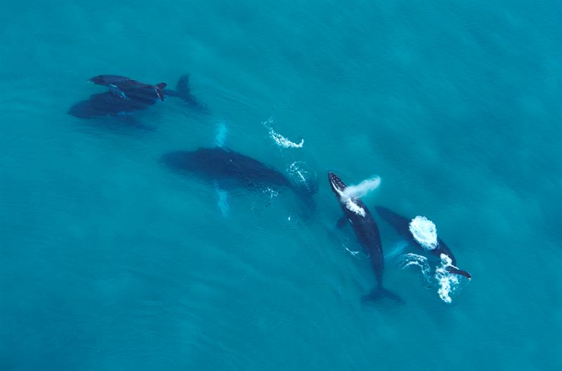 Ballenas jorobadas con sus crías en las costas del Pacífico en Panamá en imagen cedida por ATP/EFE