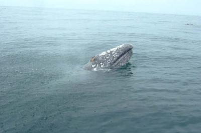 CAMALÚ (MÉXICO).- Una cría de ballena gris emerge después de ser rescatada por las autoridades mexicanas tras permanecer al menos una semana enredada en una malla de pesca en las costas de Camalú, una pequeña población en el estado de Baja California (México)EFE/Profepa (Foto archivo)