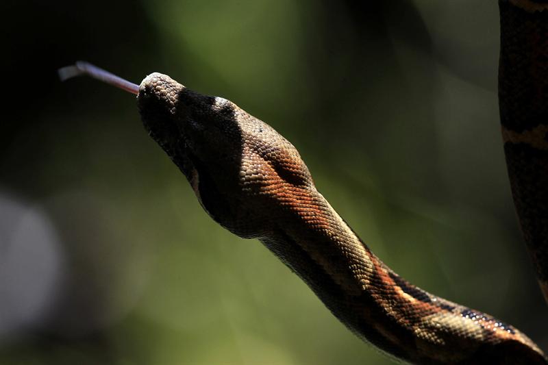 SAN JOSÉ (COSTA RICA), 04/11/2013.- Fotografía que muestra a una boa constrictor en la zona de Bijagua, a 220 kilómetros de San José (Costa Rica). EFE/Jeffrey Arguedas