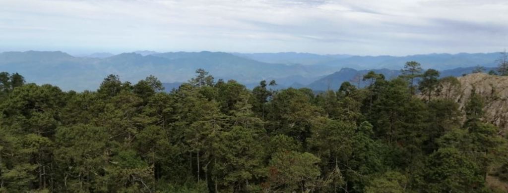Bosque con manejo forestal comunitario en Guerrero. Foto: Cortesía ejido Cordón Grande.