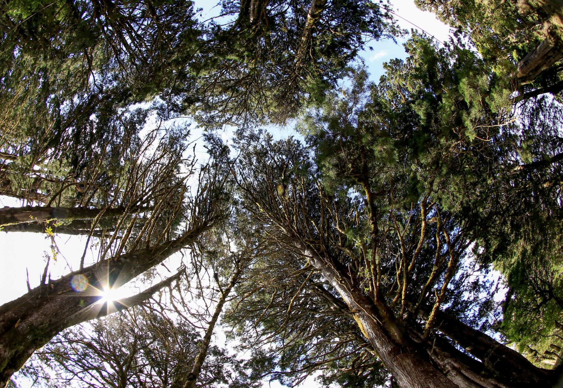 deforestación global