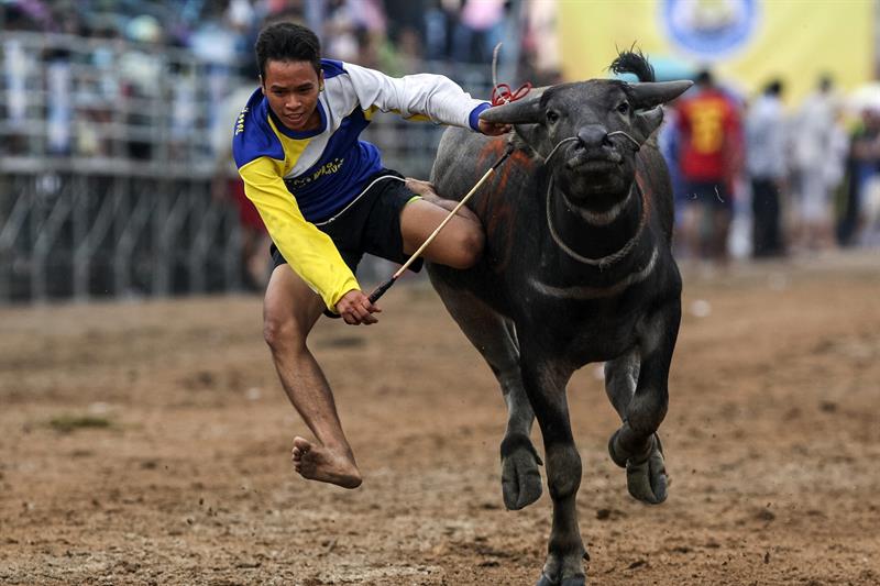 CHONBURI (TAILANDIA) 07/10/2014.- Un jockey tailandés cae de un búfalo durante el festival anual de carreras de búfalos, en la provincia tailandesa de Chonburi, hoy, martes 7 de octubre de 2014. EFE/Narong Sangnak