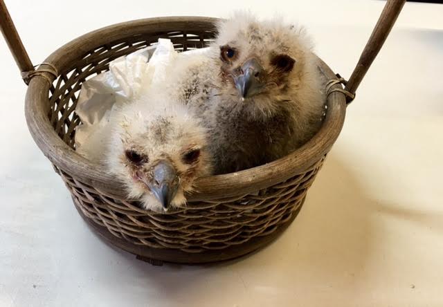 Una pareja de búhos del Zoo de Oviedo ha adoptado a dos polluelos de águila.EFE/Gonzalo Rubio