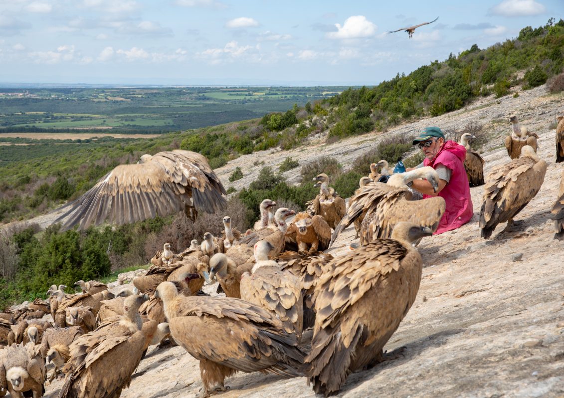 Manuel Aguilera. Ecoturismo y ornitología. Buitres. Santa Cilia de Panzano (Huesca). Foto: Javier Cebollada (EFE).