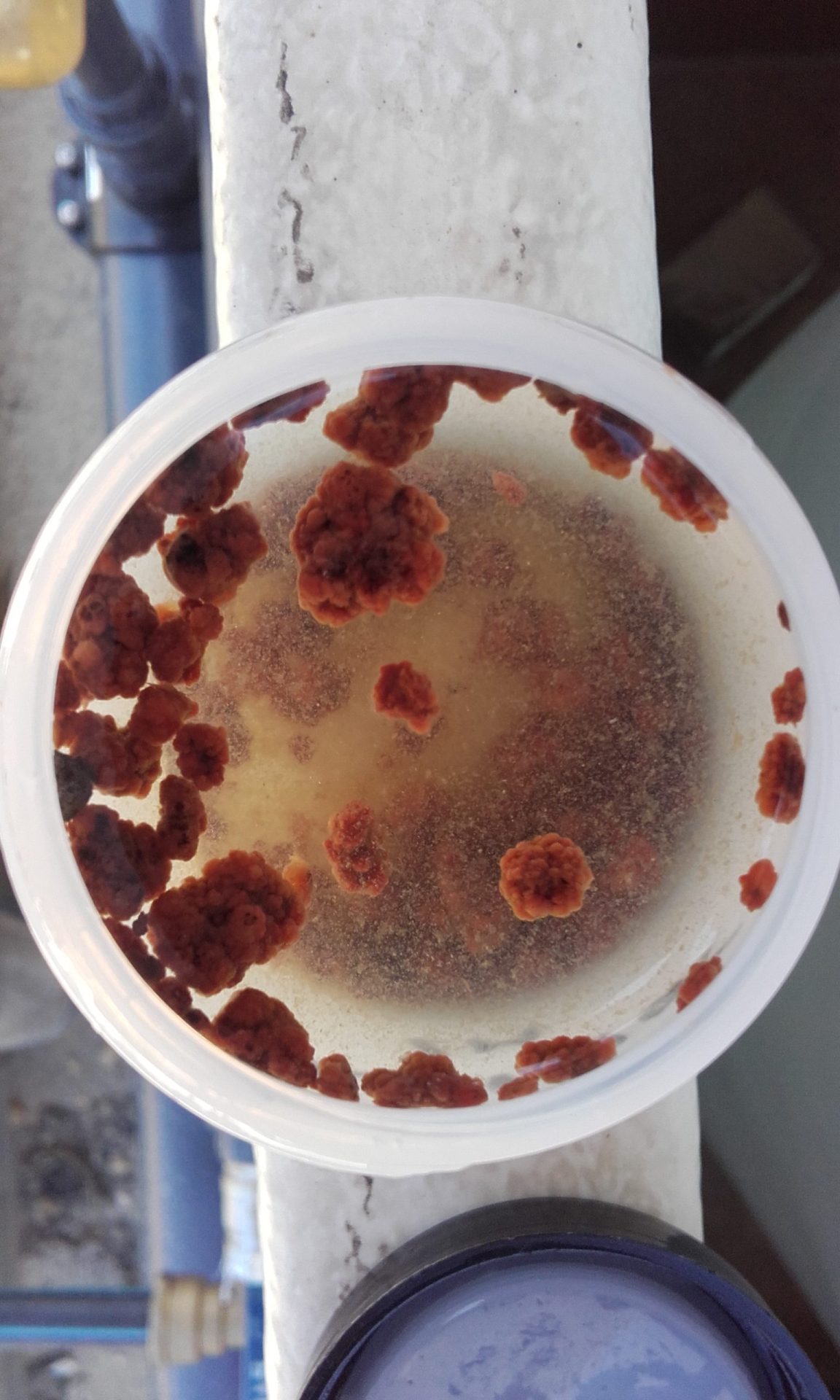 Bacterias anammox. Imagen cedida por Acciona Agua