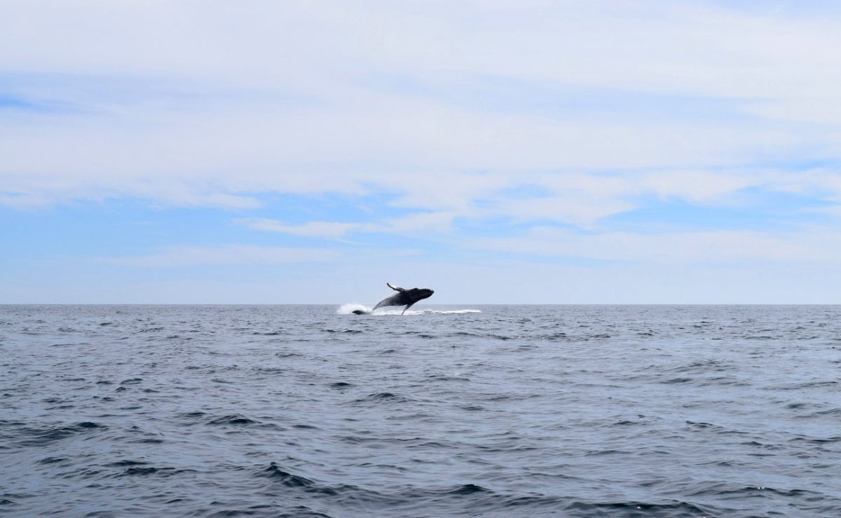 Avistada una cría albina de ballena gris en el noroeste de México.