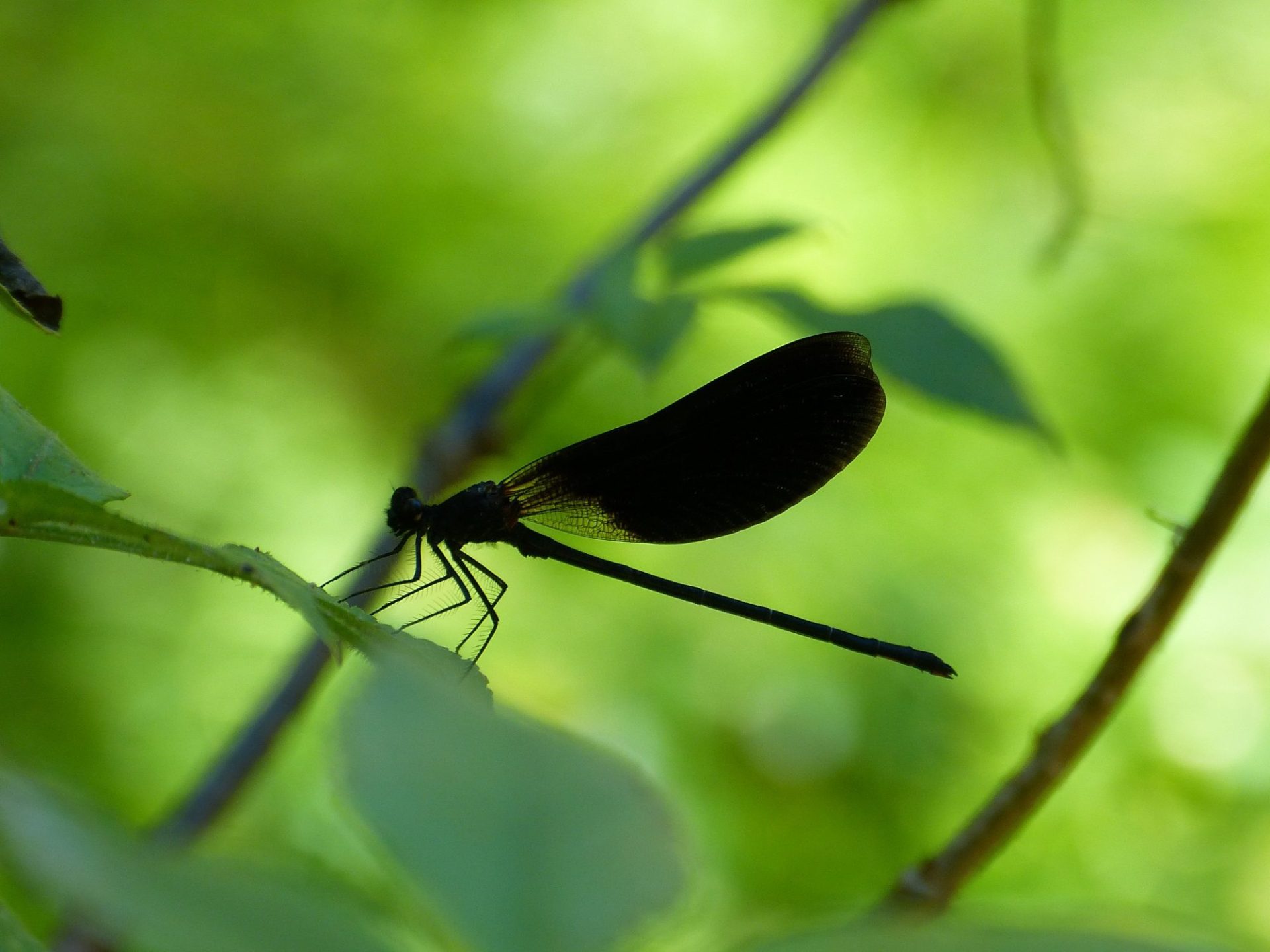 Biodiversidad en Red Natura 2000. Foto de Arturo larena para Life Infonatur de EFEverde