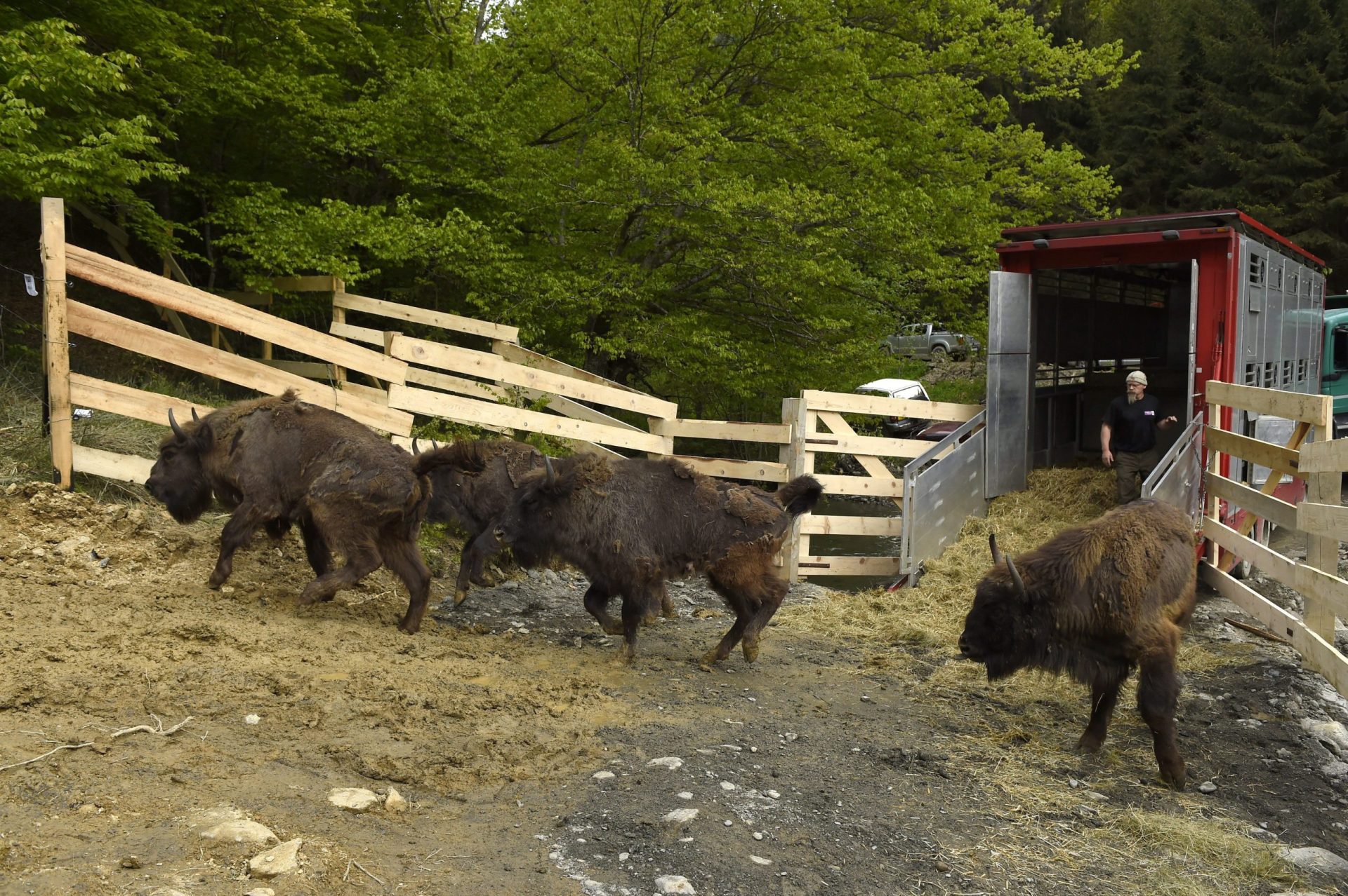 Rewilding Europe de varios bisontes saliendo de un camión camión a su llegada a las montañas de Armenis.