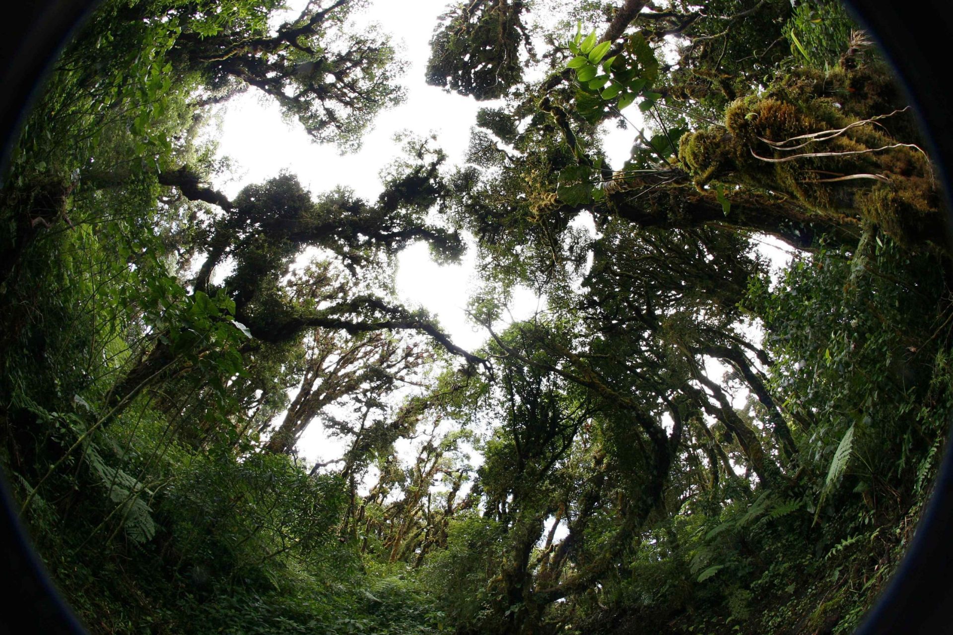 Reserva Biológica de Monteverde, en Puntarenas en Costa Rica.