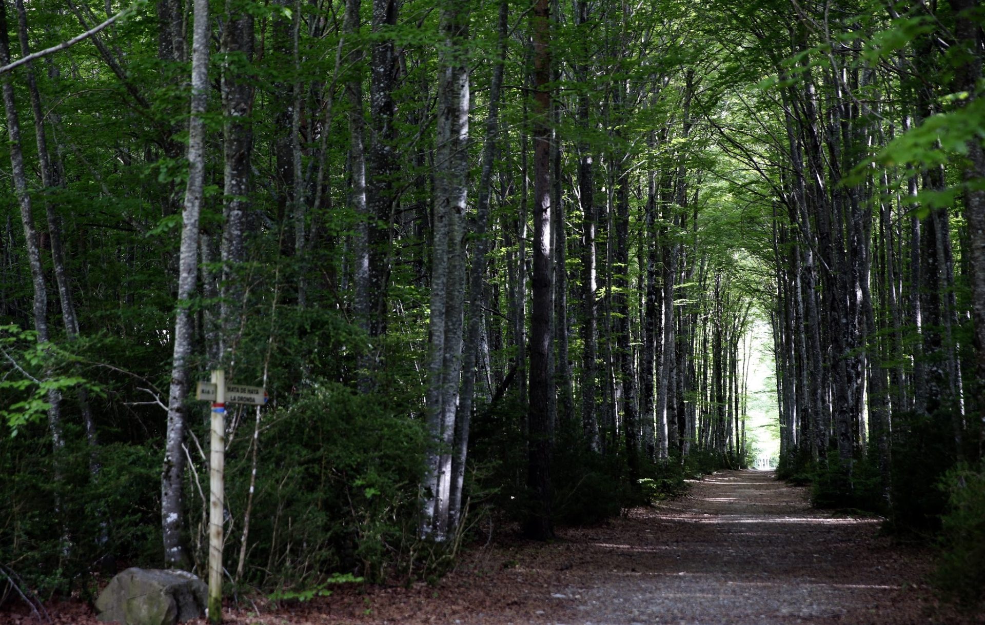 Un bosque en el valle del Roncal, en el Pirineo navarro. EFE/J.J. Guillén