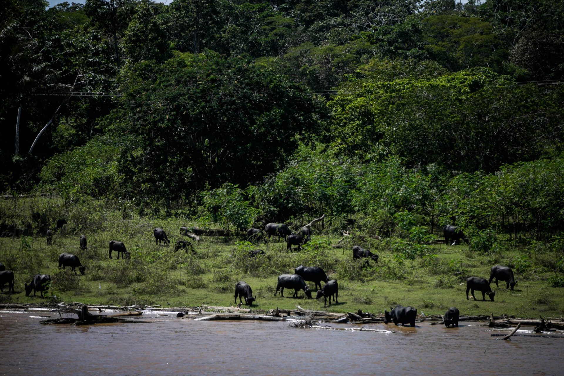 Líderes indígenas de la Amazonía exigen que se reconozcan sus derechos territoriales para proteger bosques y clima.