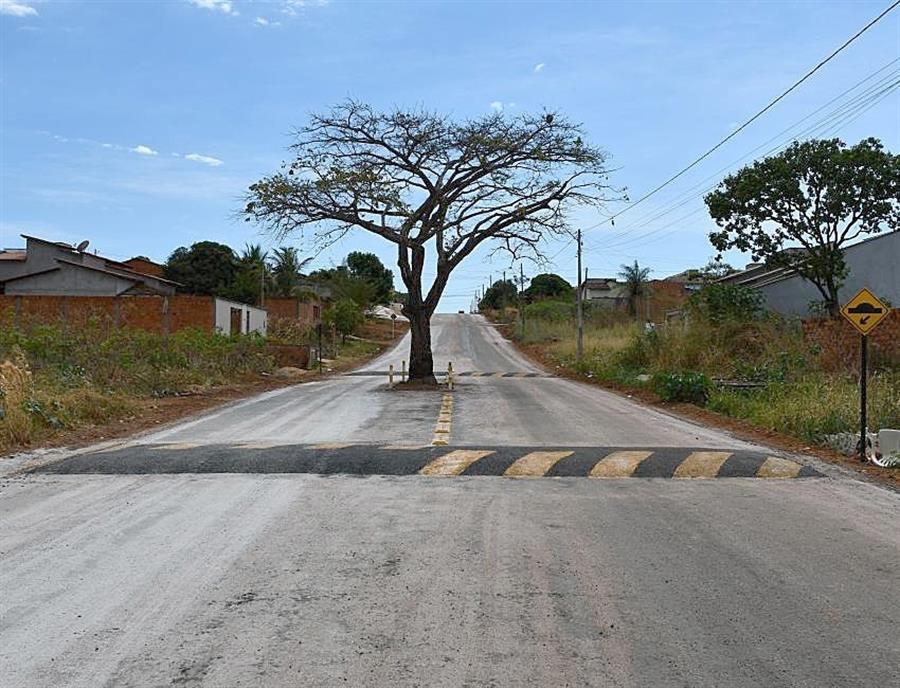 Árbol permanece en pie en una avenida en Brasil gracias presión social