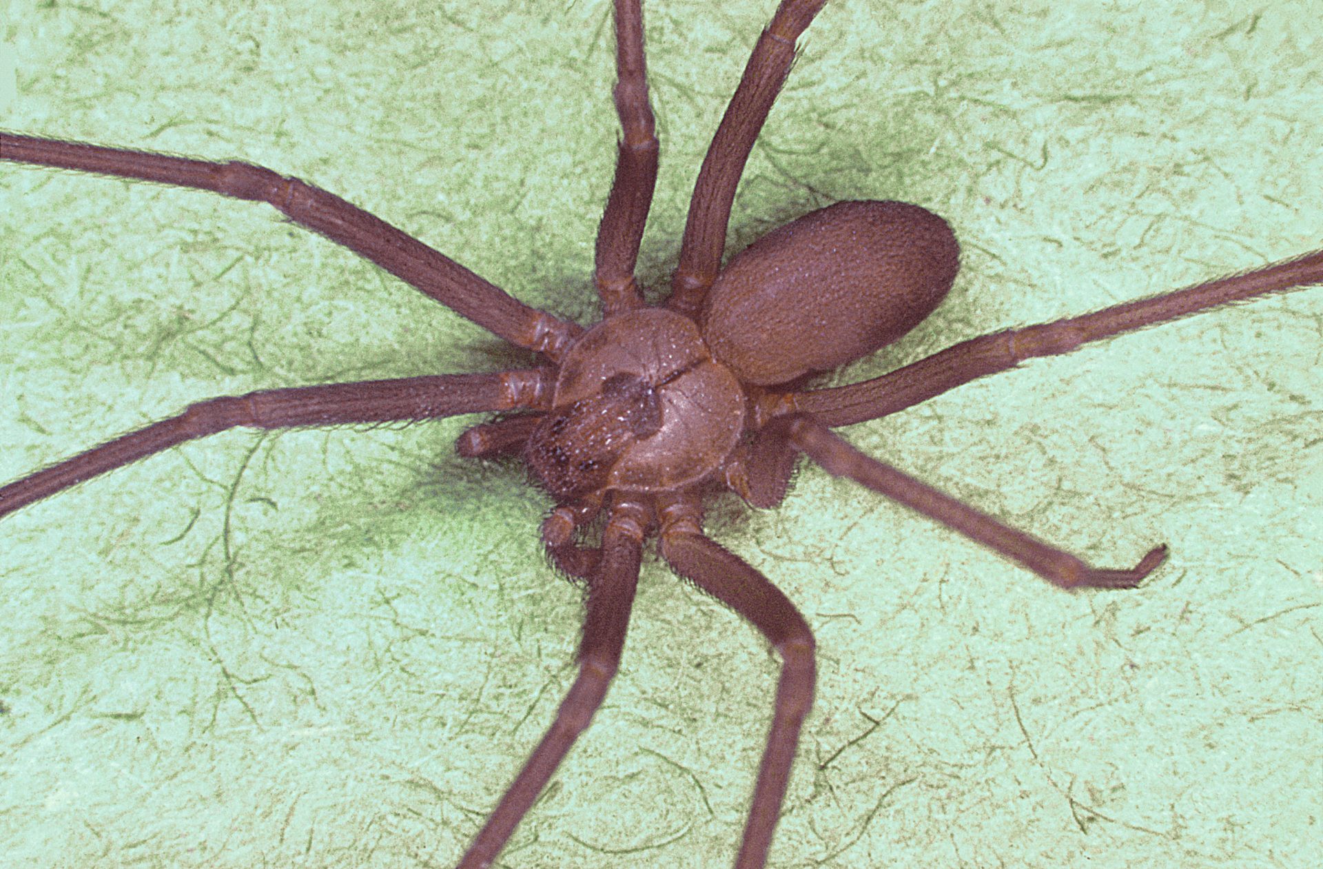 Araña violinista (Loxosceles rufescens). ©Wikipedia