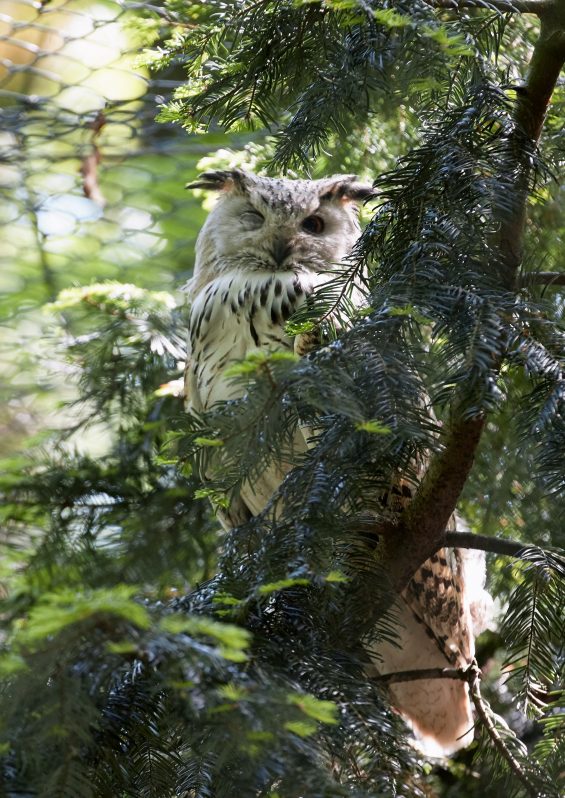 AVONDALE ESTATES (GA, EE.UU.), 30/07/2015.- Viste de un búho bajo la luna llena en Avondale Estates, Georgia (EE.UU.) hoy, jueves 30 de julio de 2015. EFE/ERIK S. LESSER