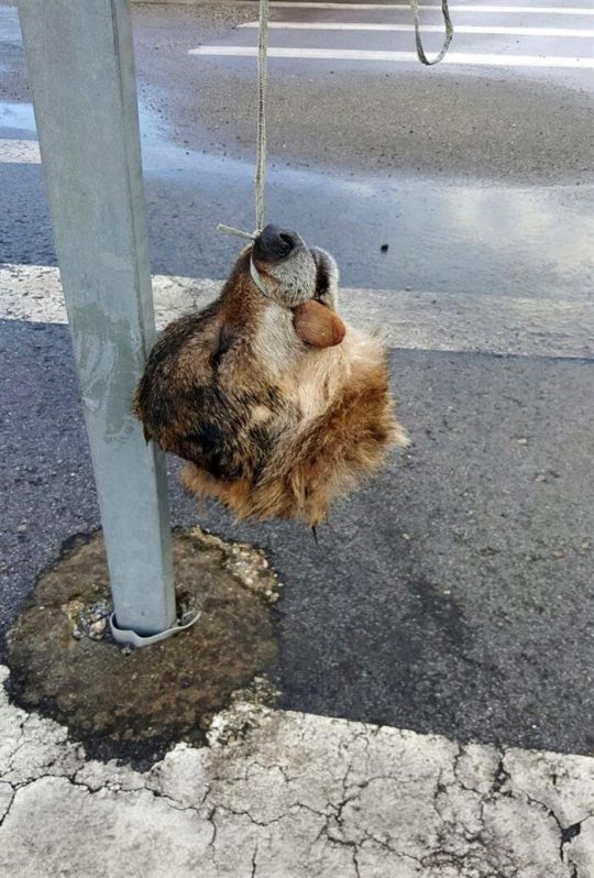 Foto facilitada por la Asociación de Vigilantes de Seguridad Privada de Asturias (Avispa) de la cabeza decapitada de un lobo Y colgada de una señal de tráfico en La Doriga, concejo de Salas.EFE