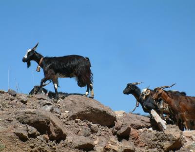 CANARIAS-SAN SEBASTIÁN DE LA GOMERA.- Foto de archivo de cabras en la Isla de la Gomera. EFE/Carlos Fernández