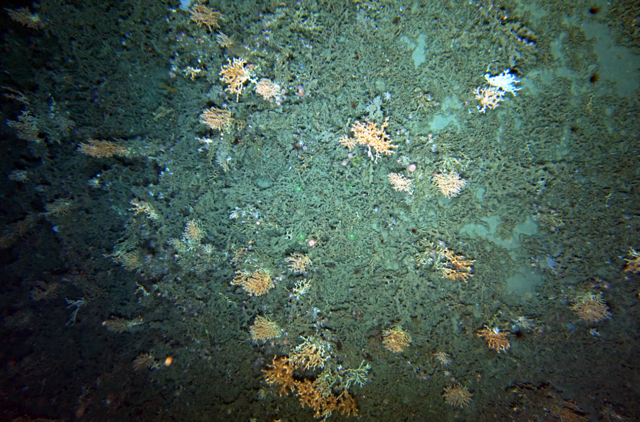 Foto cedida Instituto Español de Oceanografía(IEO)de El Cachucho y de los Cañones Submarinos de Avilés.EFE/IEO