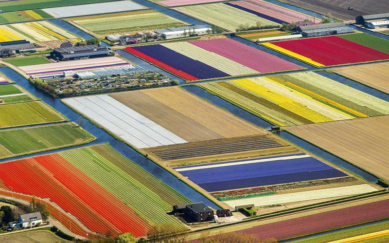 LISSE (HOLANDA), 09/04/2014.- Vista aérea de los campos de tulipanes en Lisse (Holanda). La temporada de cultivo de los tulipanes comenzó en marzo y durará hasta agosto. EFE/Remko De Waal