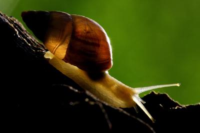 SAN JOSE (COSTA RICA).- Fotografía de archivo de un caracol en el parque nacional Braulio Carrillo en la zona norte de Costa Rica. EFE/Jeffrey Arguedas