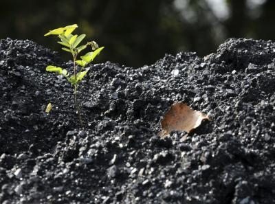 Una pequeña planta crece en el suelo entre restos de carbón.