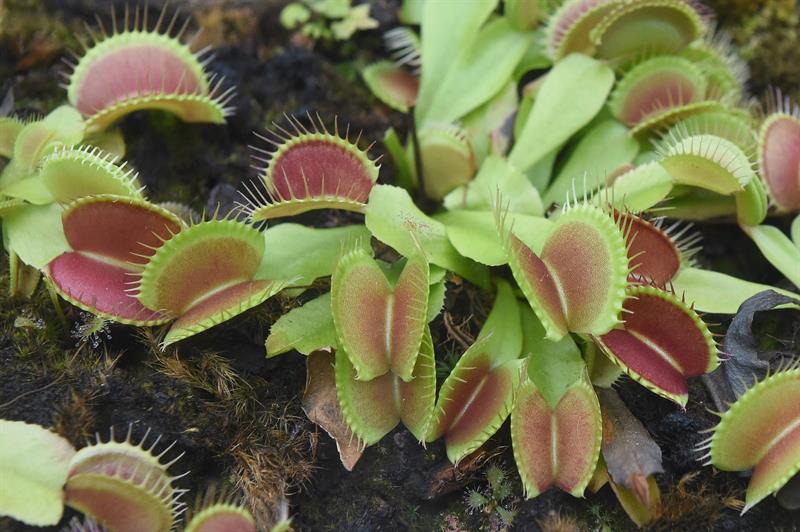 Varsovia (Polonia), 17/05/2015.- Imagen de la planta carnívora venus atrapamosca, Dionaea muscipula en una exhibición de plantas en el Jardín Botánico de la Universidad de Varsovia (Polonia). EFE/EPA/RADEK PIETRUSZKA