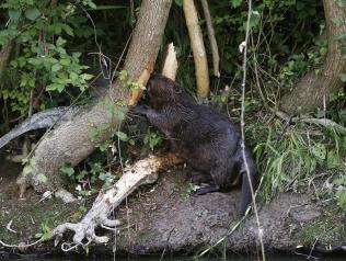 PAMPLONA, 22/06/2016.- Un castor se introduce en las aguas del rio Arga, en la comarca de Pamplona, tras alimentarse de las cortezas de los arboles que se encuentran en su orilla. En la actualidad no existe un censo específico de estos animales semiacuáticos en los ríos navarros. Los castores son una clase de roedores que suelen construir diques en ríos y arroyos. Para la edificación de estas estructuras, utilizan principalmente los troncos de los árboles que derriban con sus poderosos incisivos. EFE/Jesús Diges