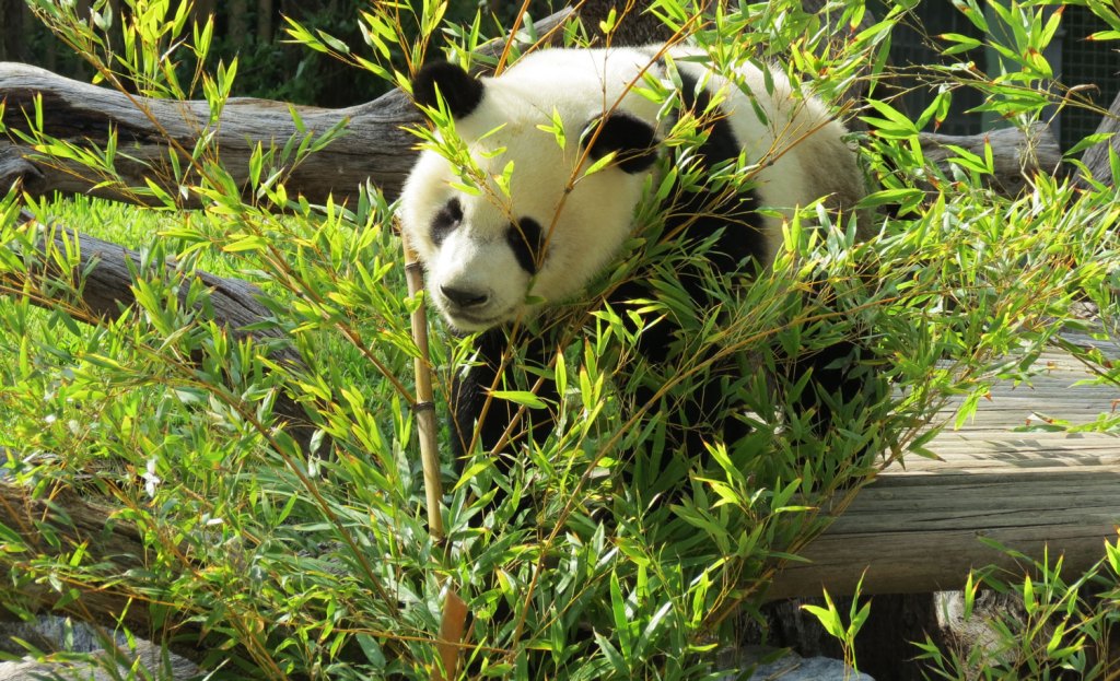 Chulina. EFE/Cedida por: Zoo de Madrid