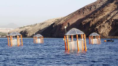 Investigan en Canarias la acidificación del mar por las emisiones de CO2.