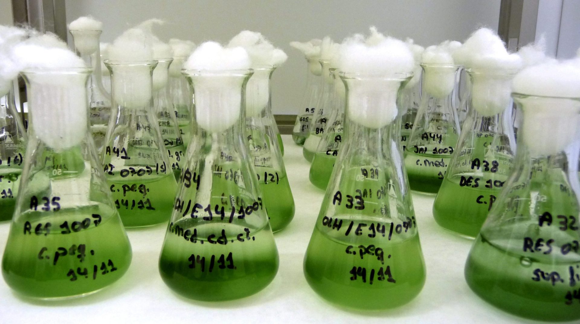 Bastos Araújo ha dicho que parte del galardón lo destinará a organizar un seminario donde "se invite a personas que trabajan en cambio global desde una perspectiva distinta con vistas a trabajar con una agenda común".