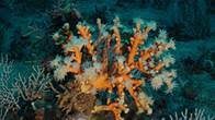 Coral árbol (Dendrophyllia ramea). FOTO: OCEANA