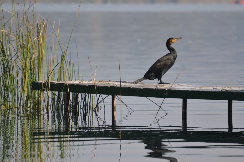 Las aves comunes, que son un preciso termómetro par medir el estado de salud de un hábitat, están desapareciendo, resume la directora de SEO/BirdLife. EFE/Raúl Casado