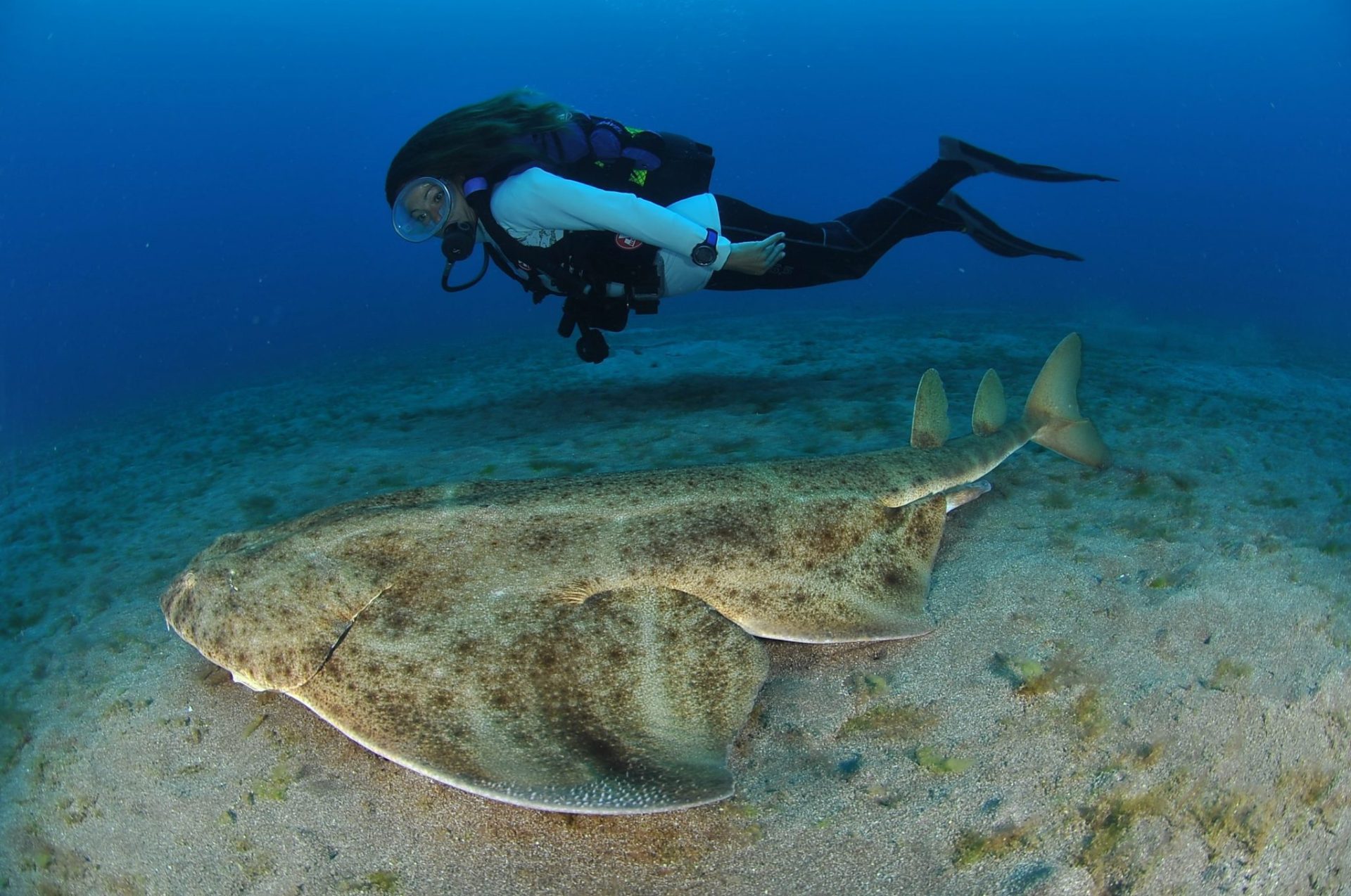 Imagen cedida por el club de buceo Oceanos de Fuego de un tiburón ángel en Lanzarote