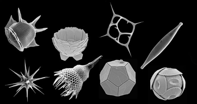 Los microbios son la forma de vida dominante en los océanos. En la imagen los desconocidos protistas (o eucariotas microbianos) marinos, estudiados por investigadores del CSIC.