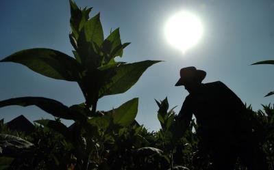 PINAR DEL RIO(CUBA).-Foto archivo campesino cubano cosechando hojas de tabaco.EFE/Alejandro Ernesto