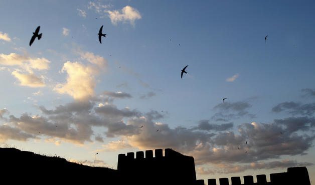 Imagen de la ciudad de Cáceres con cientos de aves sobrevolando sus tejados.