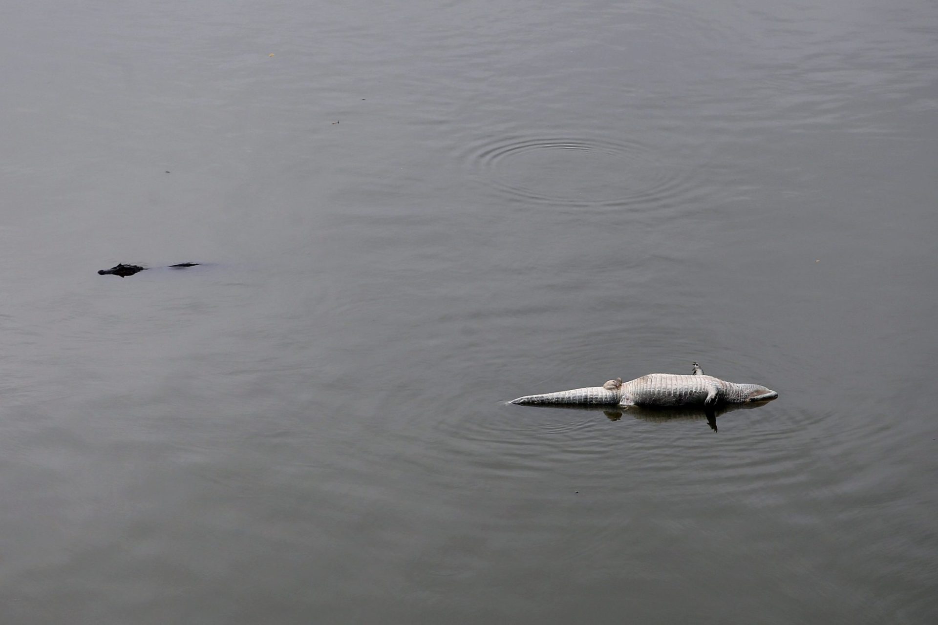 Los caimanes de las lagunas de Río de Janeiro se mueren por contaminación y crecimiento inmobiliario.