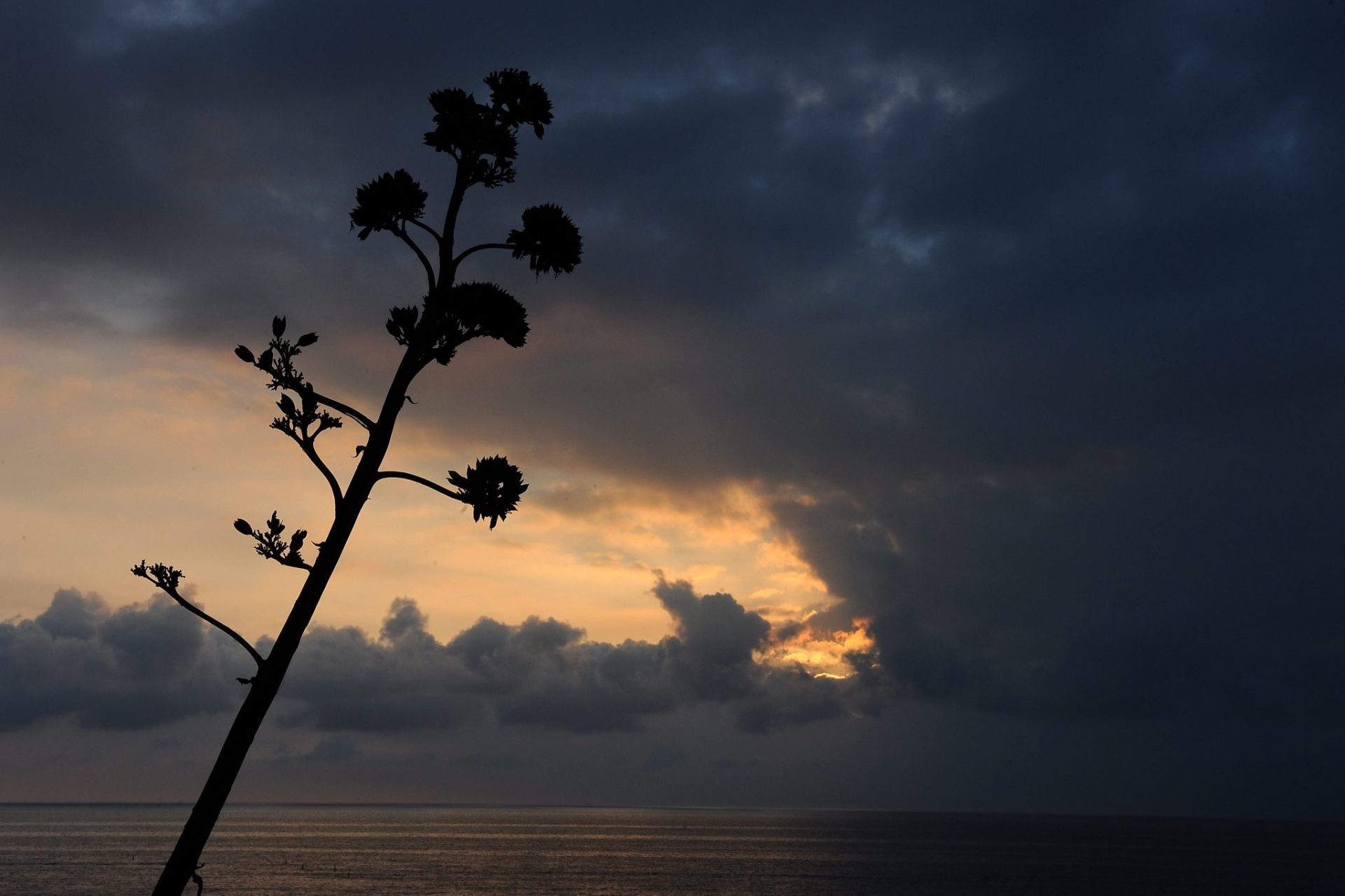 California presenta proyectos para proteger sus avances ambientales de Trump.