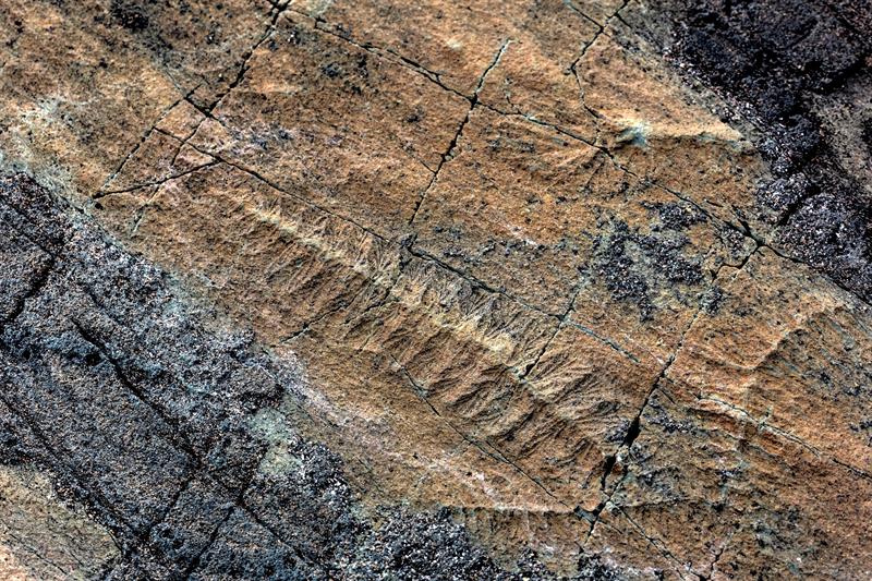 Mistaken Point, en Terranova (Canadá) el yacimiento con los fósiles de las criaturas más antiguas del planeta.