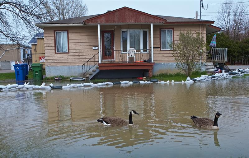 Dos gansos nadan por las calles inundadas de St-Eustache, en Quebec,.