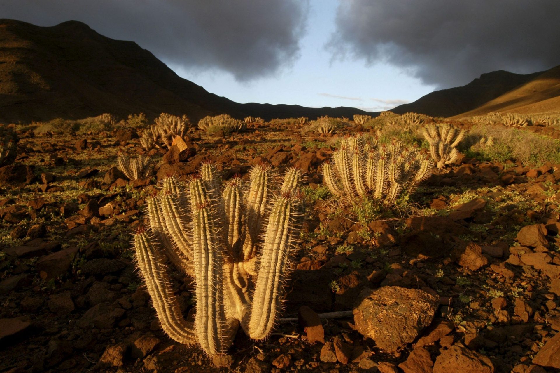 Canarias perderá buena parte de sus endemismos por los excesos del pasado