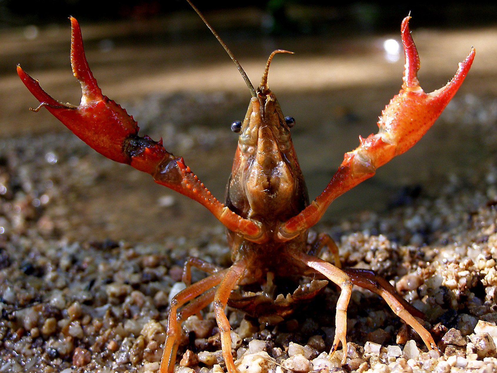 Ejemplar de cangrejo rojo de las Marismas, especie invasora. FOTO: CSIC